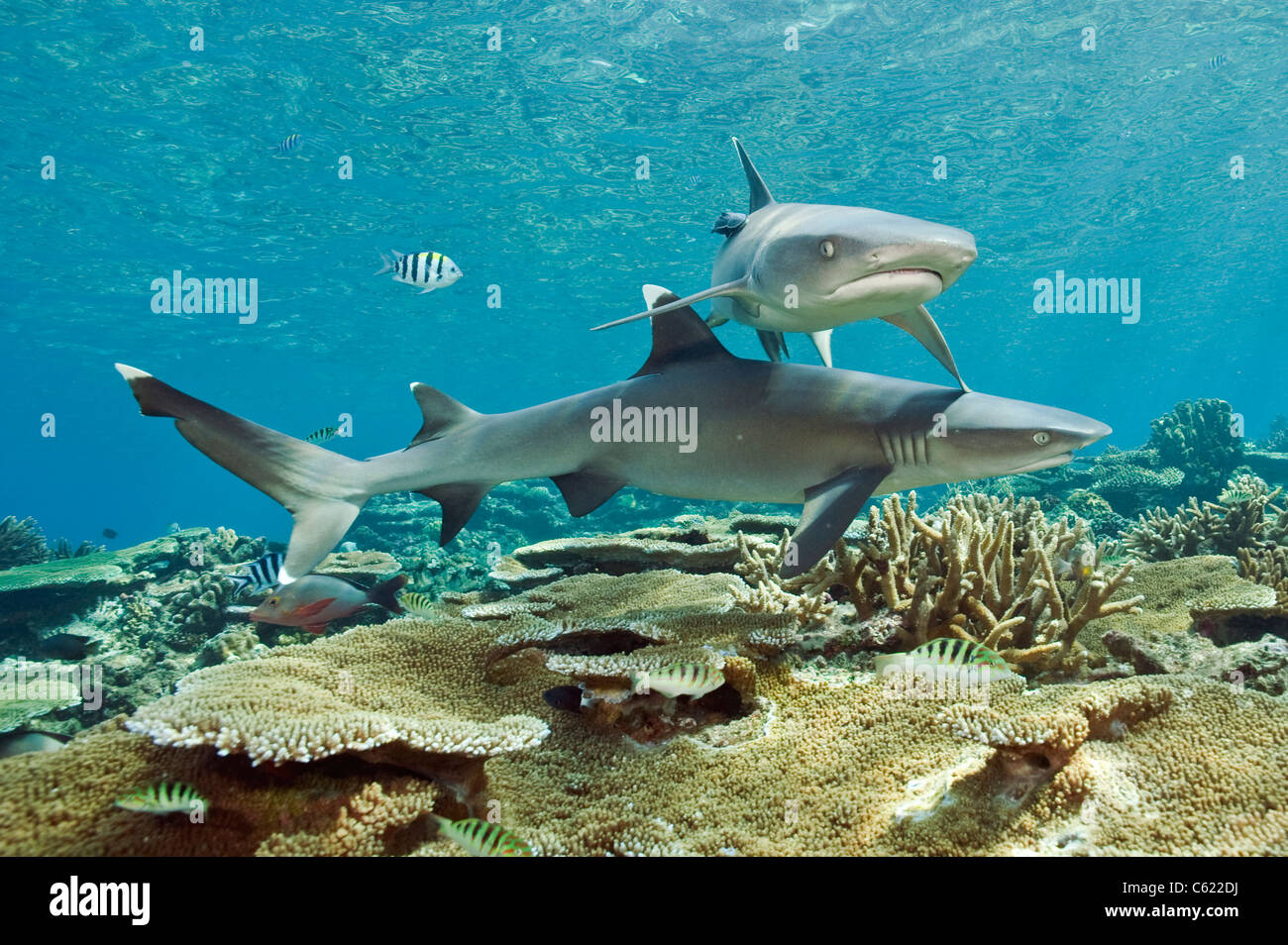 White-Tip Riffhaie, Triaenodon Obesus, schleichen durch die Untiefen des Korallenriffs in Beqa Lagoon, Fidschi. Stockfoto