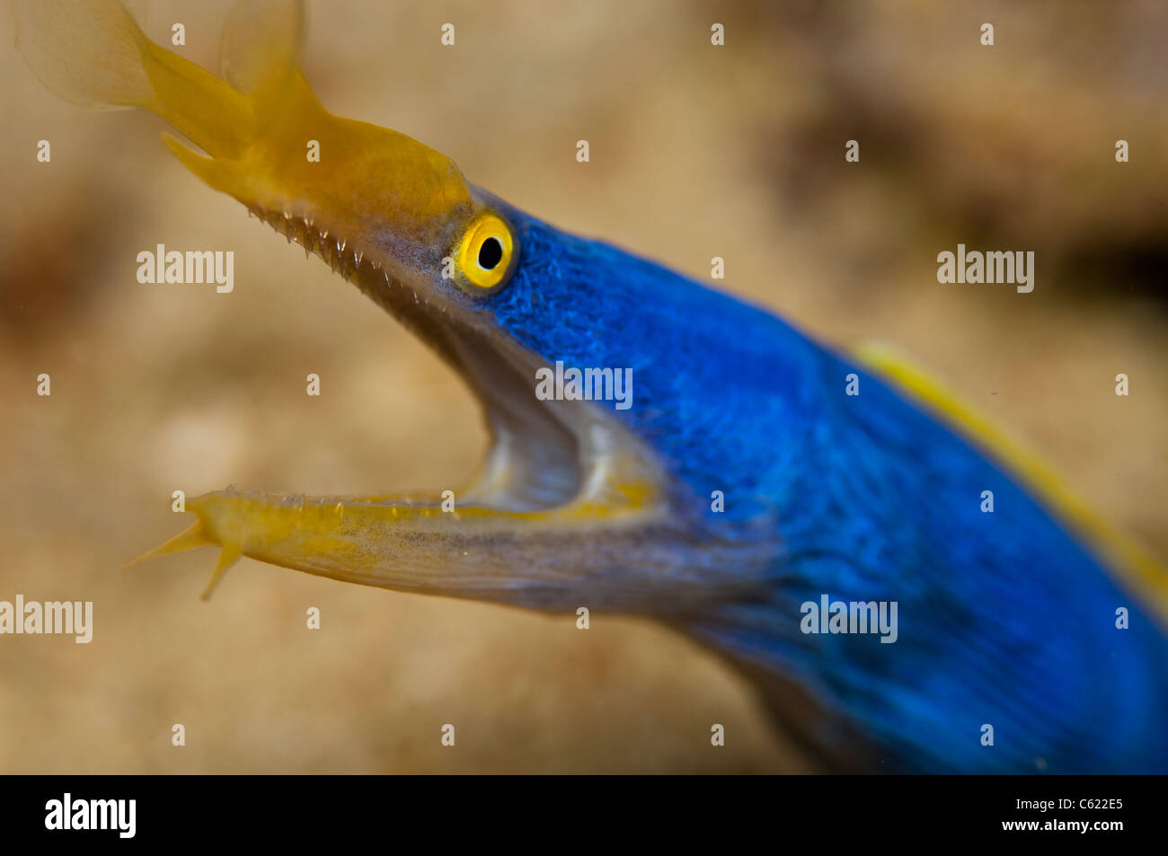 Ein blaues Band Aal, Rhinomuraena Quaesita, späht aus seiner Höhle in Beqa Lagoon, Pacific Harbor, Fidschi. Stockfoto