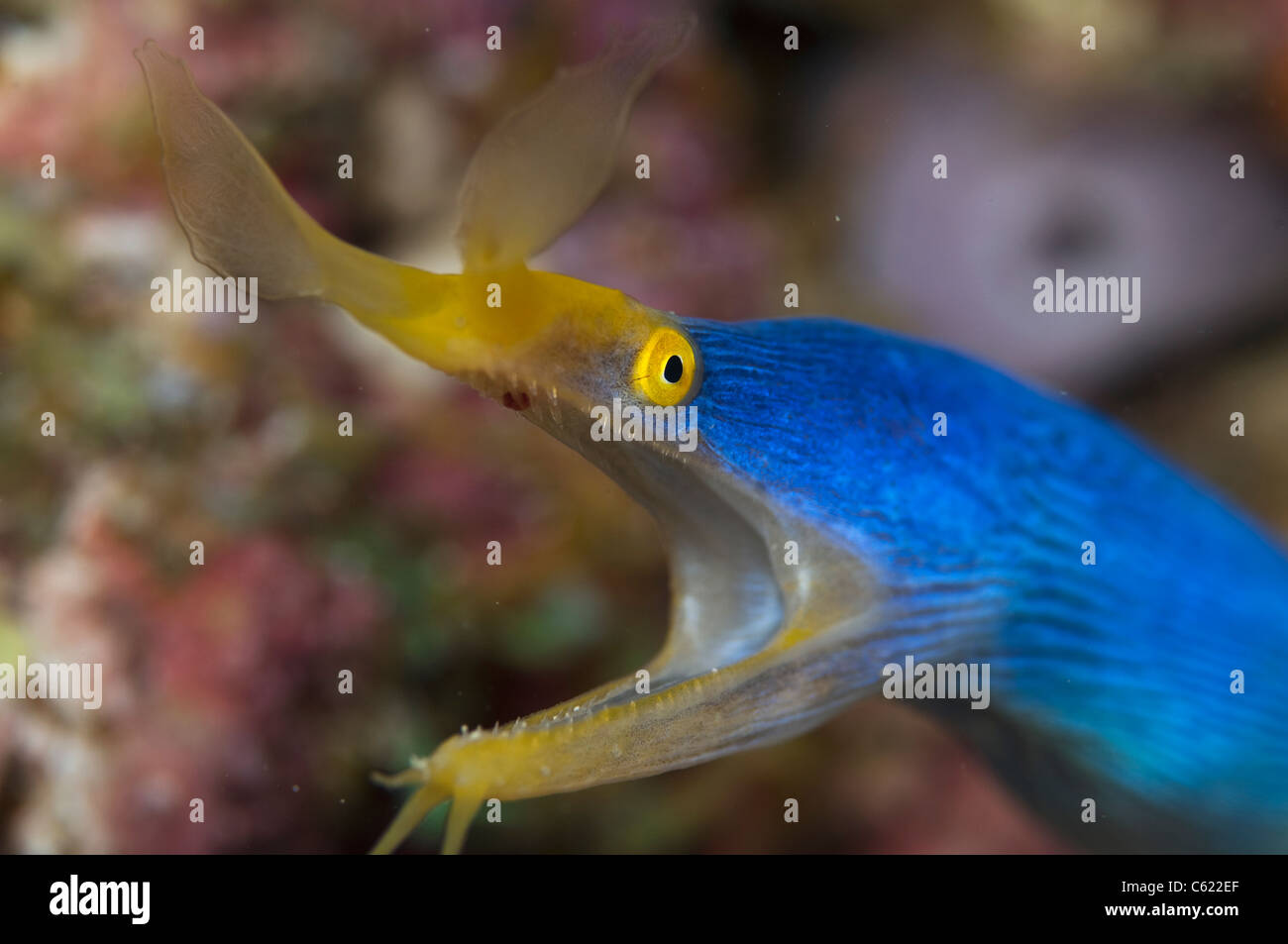 Ein blaues Band Aal, Rhinomuraena Quaesita, späht aus seiner Höhle in Beqa Lagoon, Pacific Harbor, Fidschi. Stockfoto