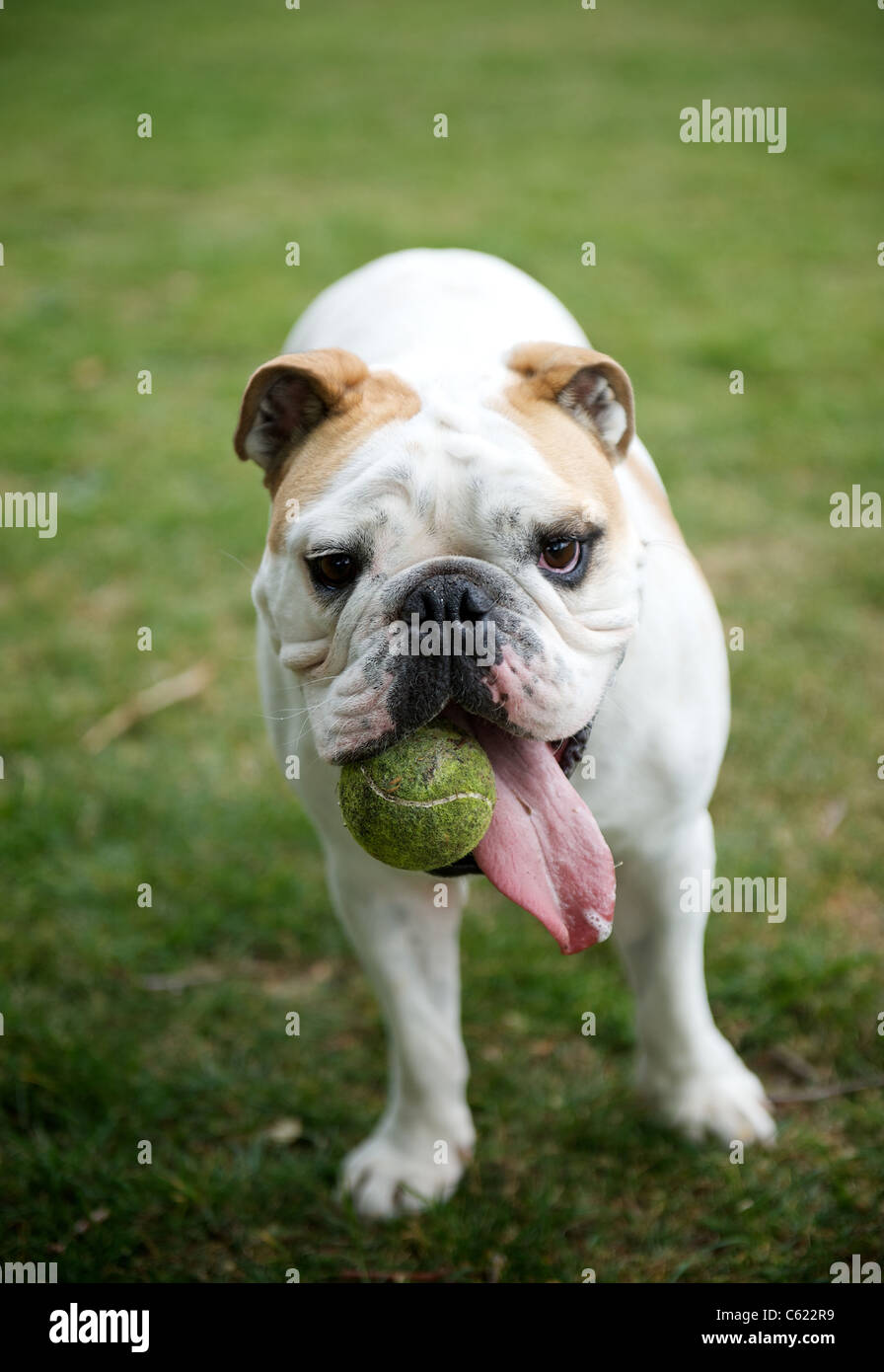 Ein Porträt von einer englischen Bulldogge Stockfoto