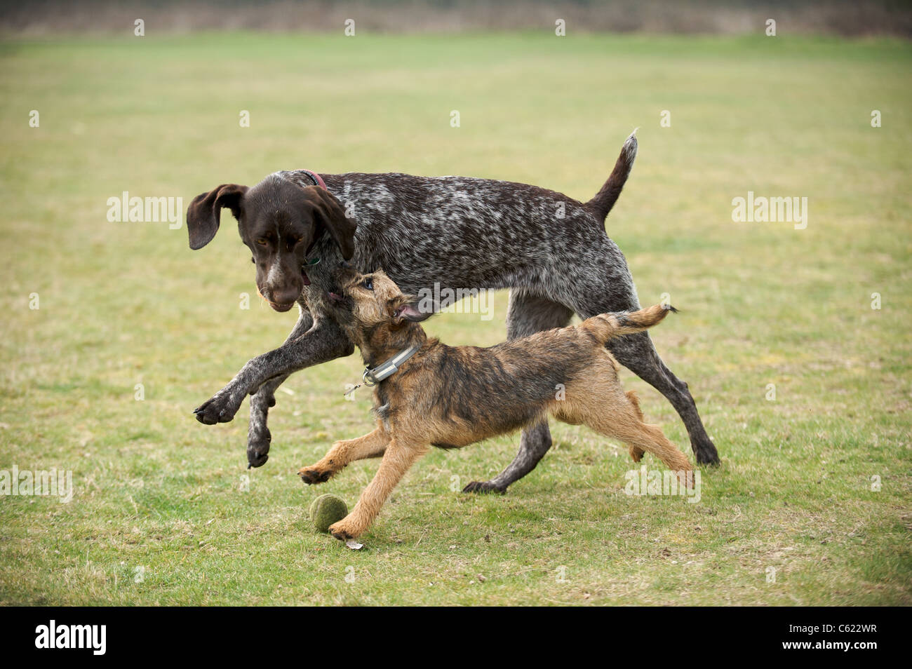 Ein Border Terrier und ein deutscher Vorstehhund spielen Stockfoto