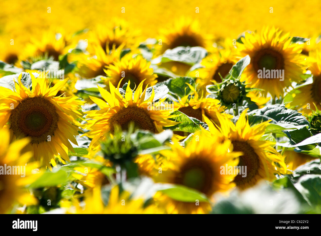 Sonnenblumen Stockfoto