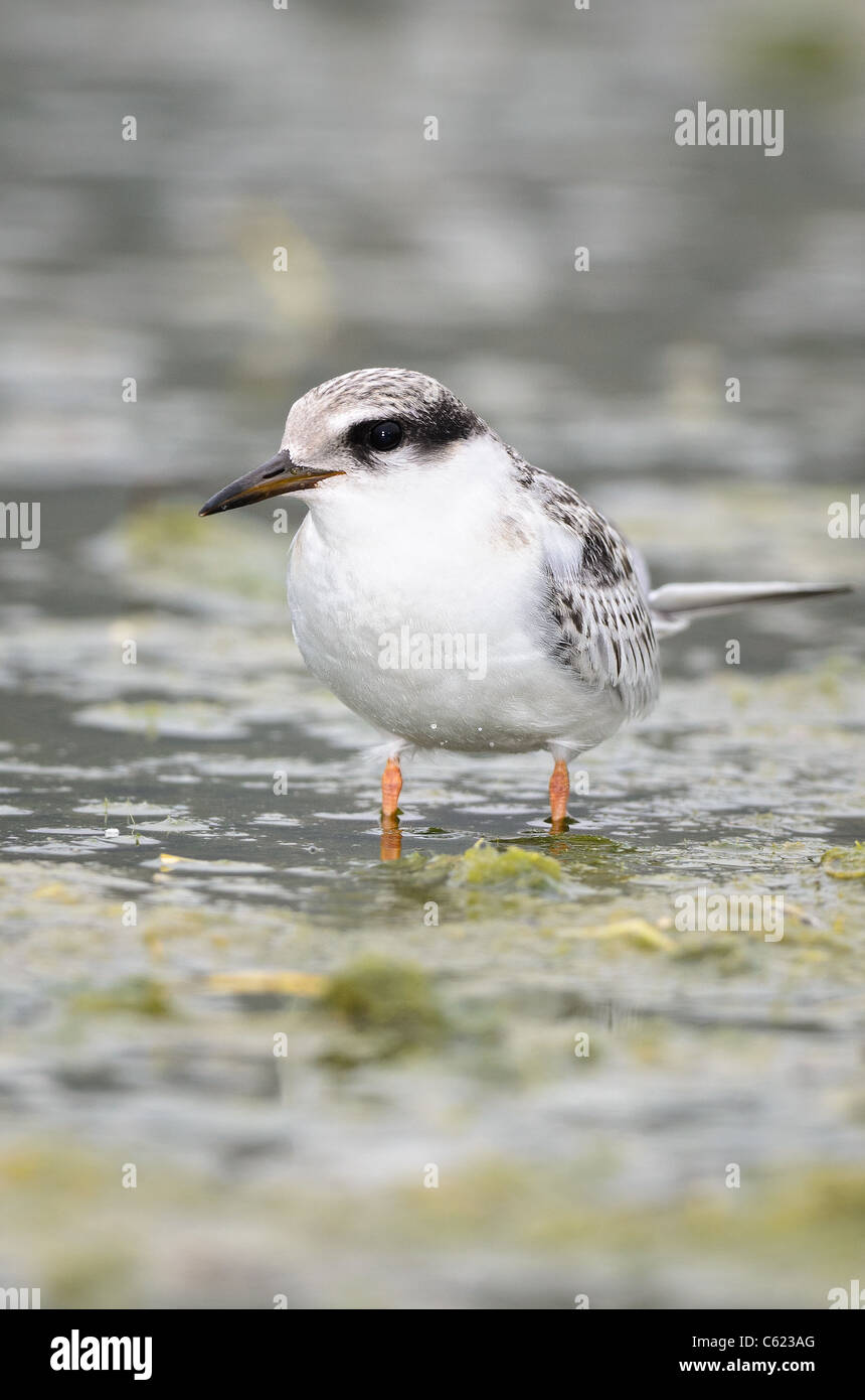 Die Sleaset Tern ist die kleinste der amerikanischen Seeschwalben. Stockfoto