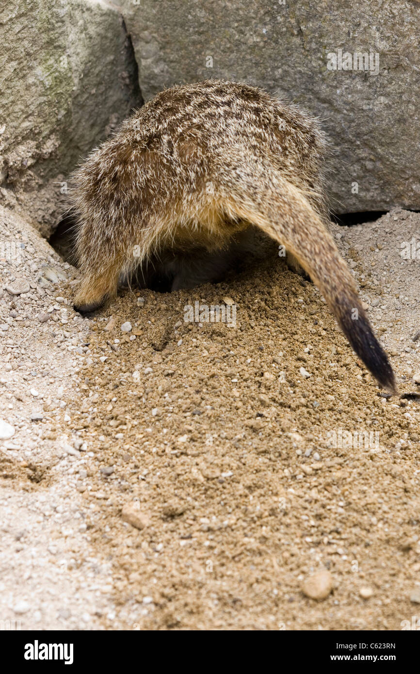 Erdmännchen in Gefangenschaft Stockfoto