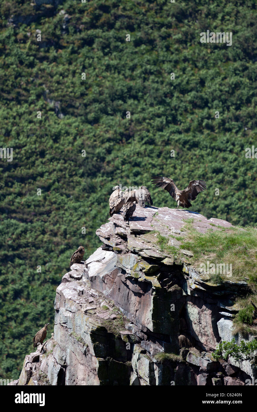 Wilden Gänsegeier ruht auf dem Gipfel, in den westlichen Pyrenäen (Frankreich). Vautours Fauves Se reposant Hors d ' d'atteinte. Stockfoto