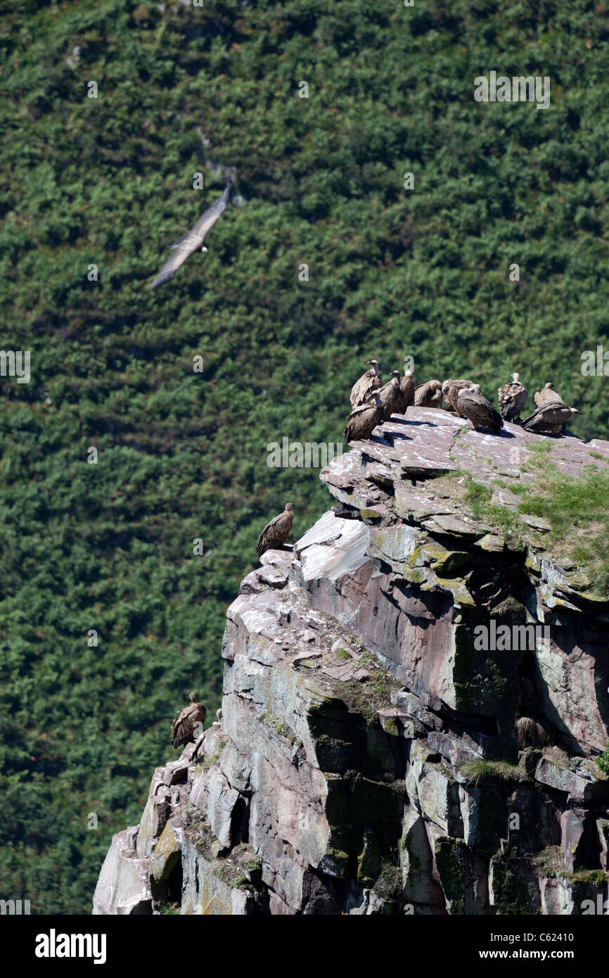 In den westlichen Pyrenäen, wilden Gänsegeier ruht auf dem Gipfel (Frankreich). Vautours Waldrapp Se reposant Hors d ' d'atteinte. Stockfoto
