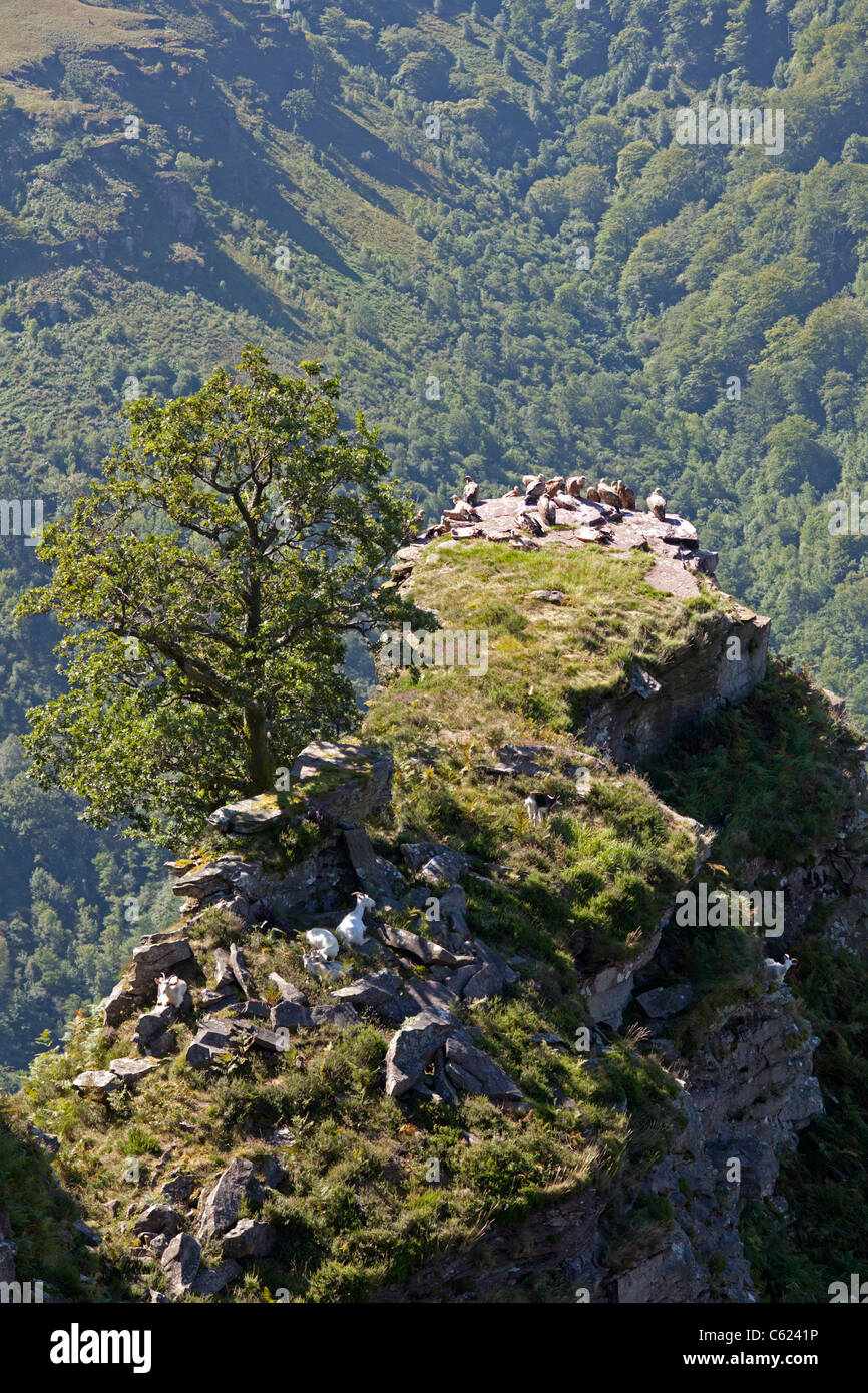 Eine überraschende Zusammenleben zwischen Gänsegeier und Ziegen (Frankreich). Zusammenlebens Entre Vautours Fauves et Chèvres (Frankreich). Stockfoto