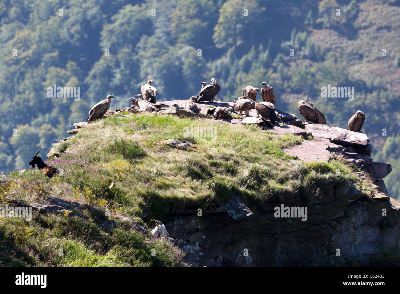 In den westlichen Pyrenäen, ein Zusammenleben zwischen wilden Gänsegeier und Ziegen. Zusammenlebens Entre Vautours Fauves et Chèvres. Stockfoto