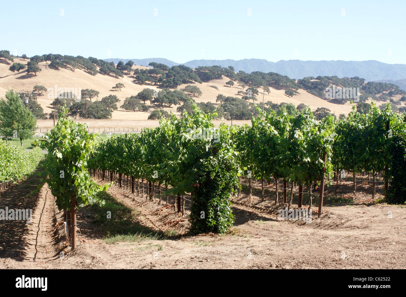 Weinberge im Santa Ynez Valley in der Nähe von Solvang, Kalifornien Stockfoto