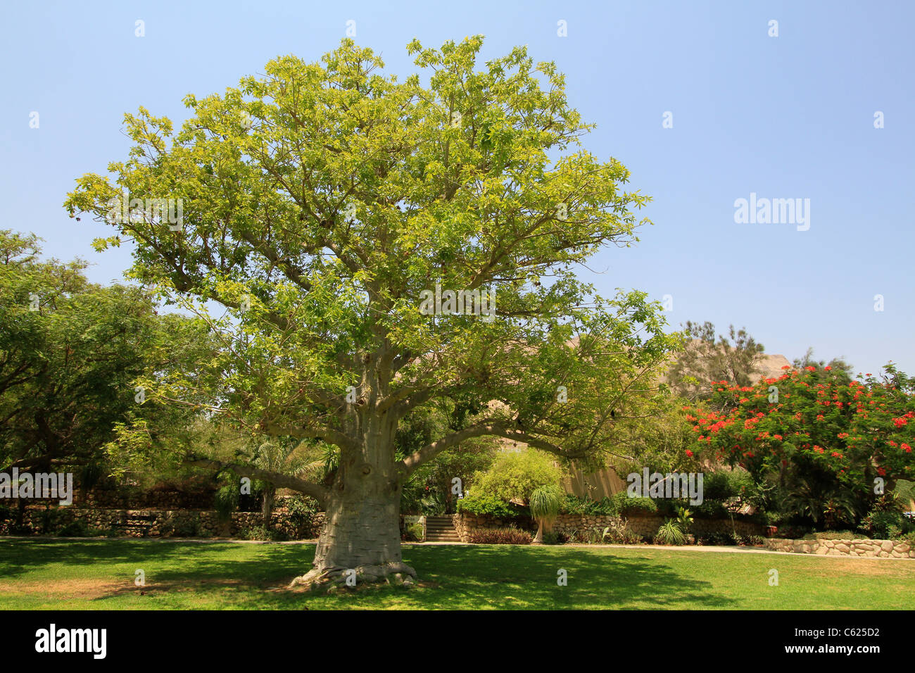 Israel, Totes Meer-Tal, Baobab-Baum in Kibbutz Ein Gedi Stockfoto
