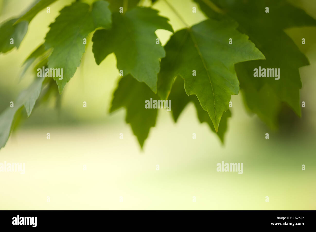 grüne Blätter mit einem schönen Bokeh-Hintergrund Stockfoto