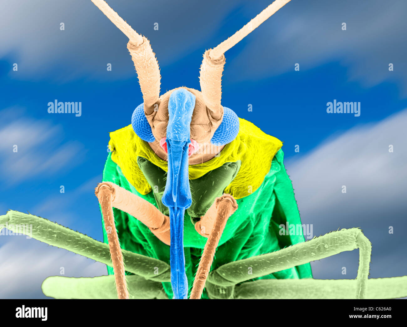 Frontal, Nahaufnahme der Pflanze Bug abgebildet mit einem Rasterelektronenmikroskop (SEM, vergrößert 31 X, Farbe verbessert) Stockfoto