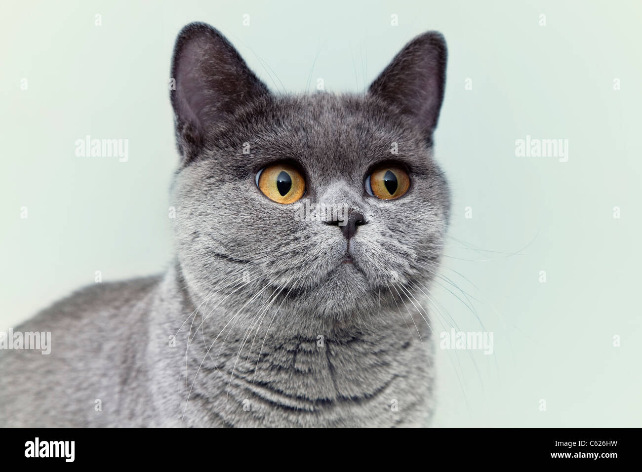 Porträt von schöne junge kurzhaarige britische graue Katze mit gelben Augen auf einem hellen Hintergrund Stockfoto