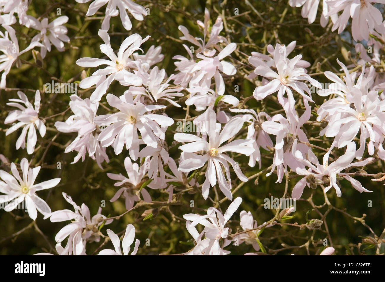 MAGNOLIA STELLATA ROSEA Stockfoto