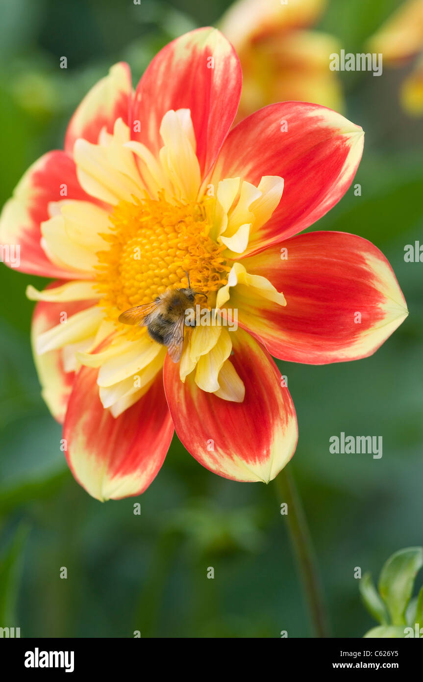 DAHLIE PUUH SWAN ISLAND MIT BIENE Stockfoto