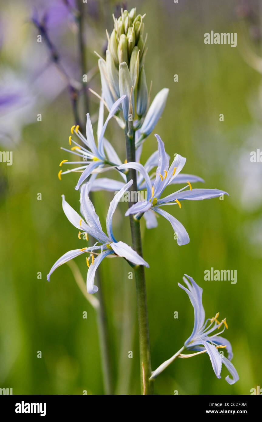CAMASSIA CUSICKII Stockfoto