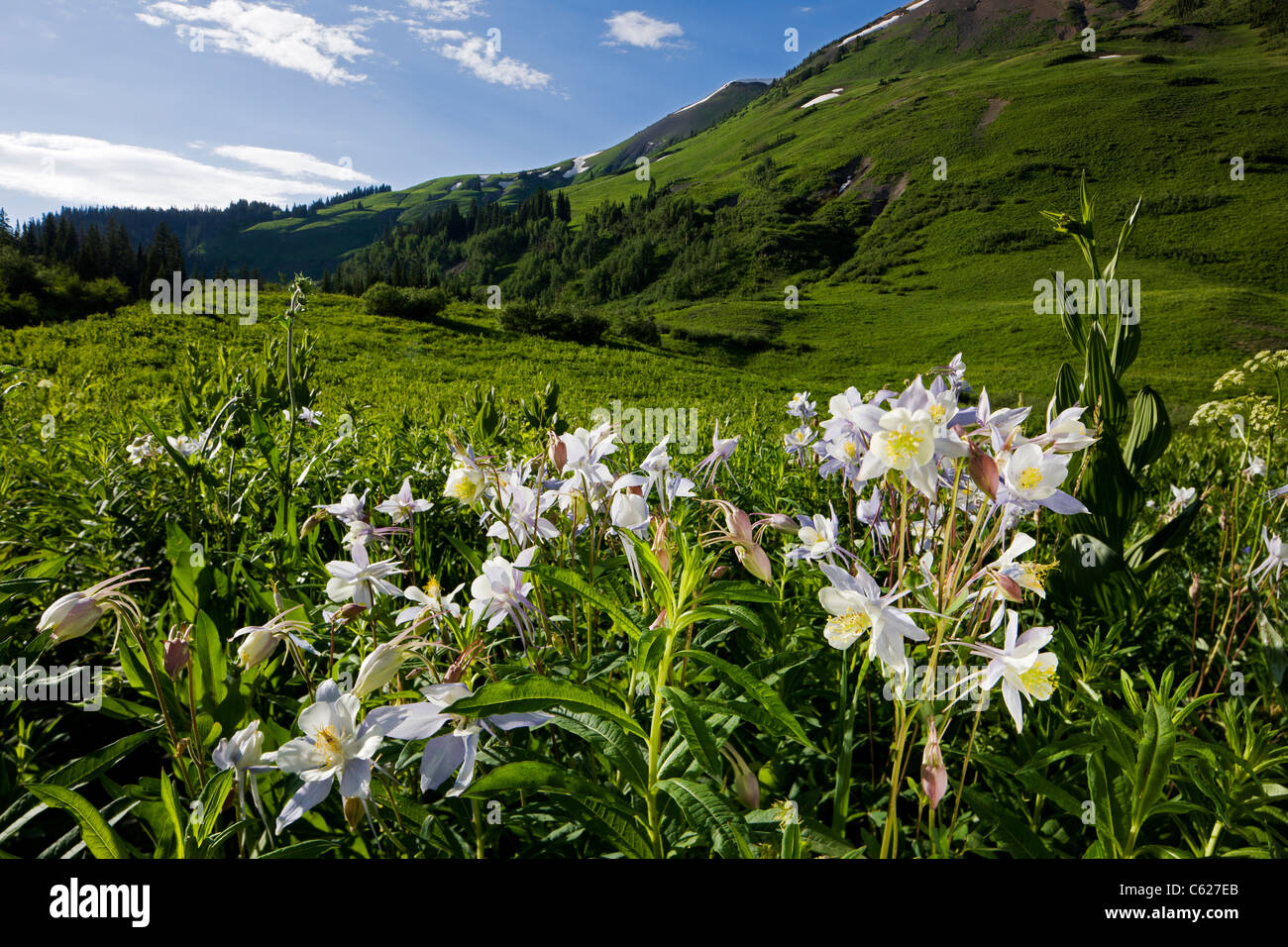 Rocky Mountain Columbine, Nieswurz Familie, Butterblume (Buttercup Familie) wachsen entlang Gothic Road, Crested Butte, Colorado USA Stockfoto