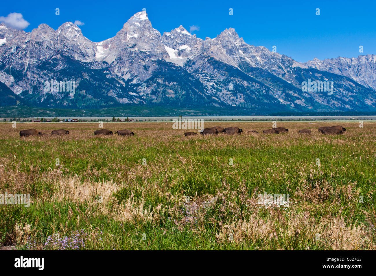 American Bison im Tal unterhalb der Grand Tetons Mountain Range im Grand Tetons National Park in Wyoming. Stockfoto