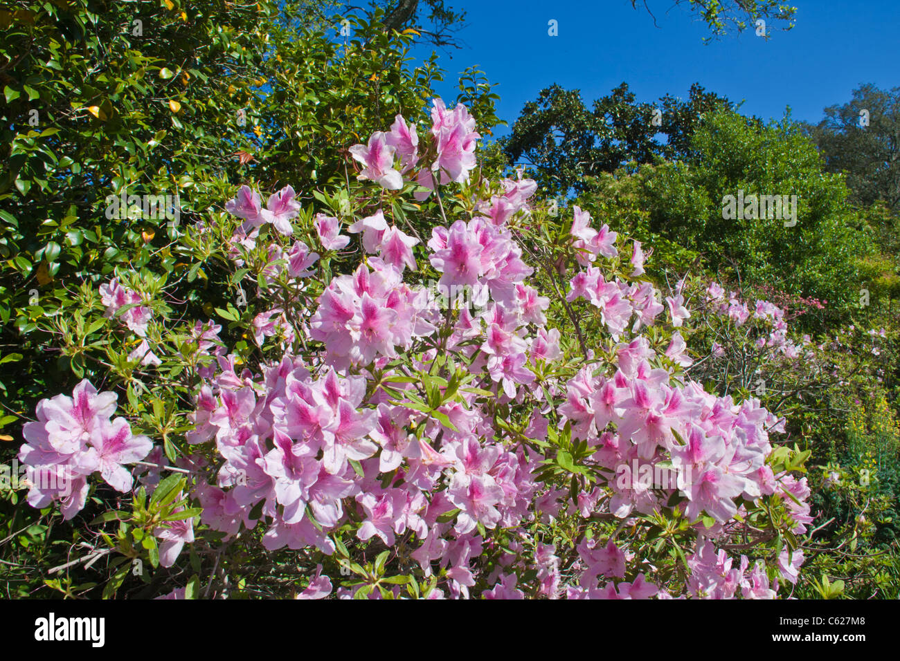 Azaleen blühen Bellingrath Gardens in der Nähe von Moblie, Alabama im zeitigen Frühjahr. Stockfoto