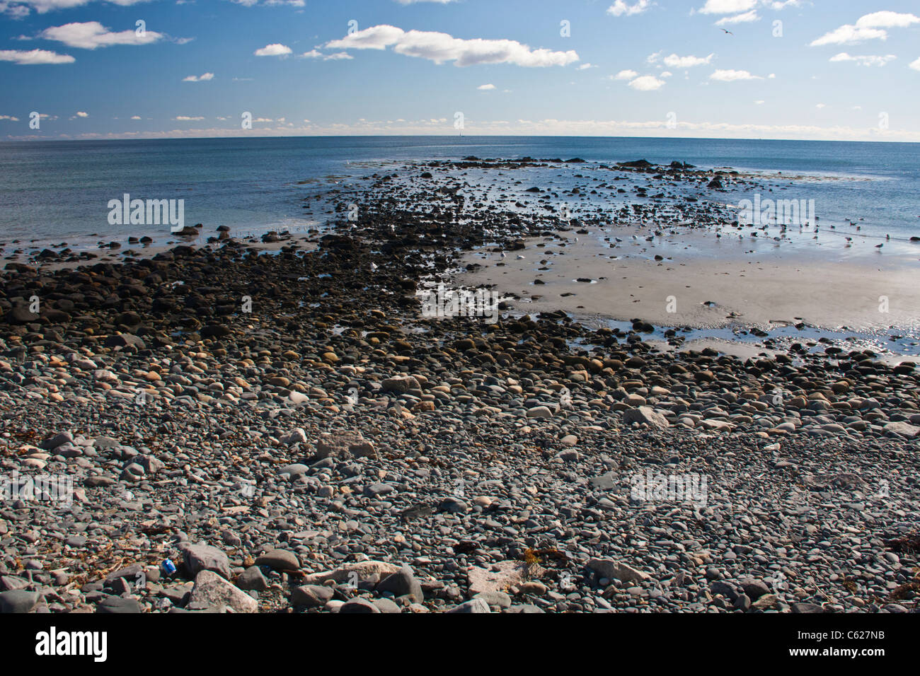 Möwen an einem steinigen Strand an der Atlantikküste, nahe am Meer Dorf von York, Maine. Stockfoto