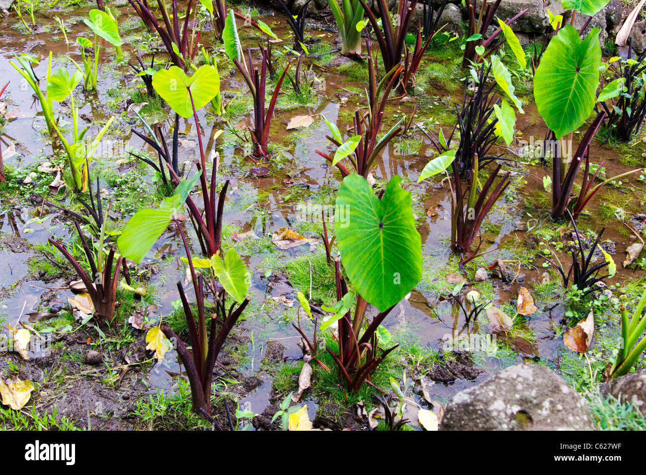taro plants root vegetable -fotos und -bildmaterial in hoher