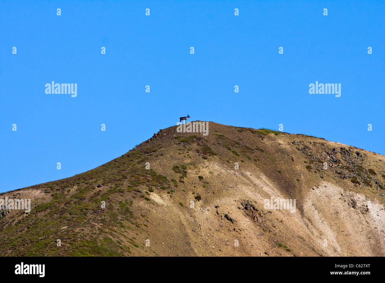 Caribou auf des Berges Höhn in Denali Nationalpark und Wildschutzgebiet in Alaska. Stockfoto