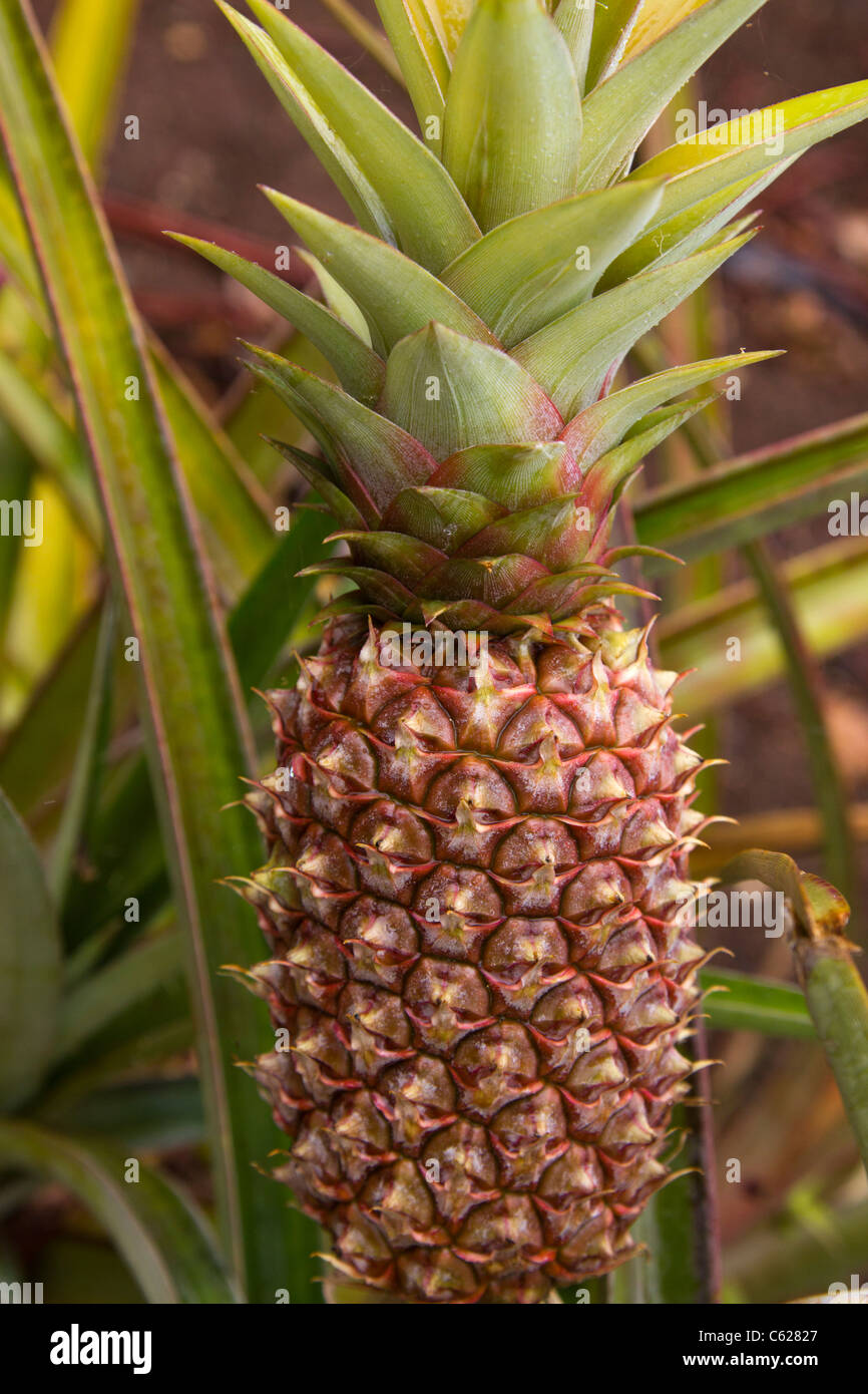 Ananas (Ananas Comosus) wachsen Stockfoto