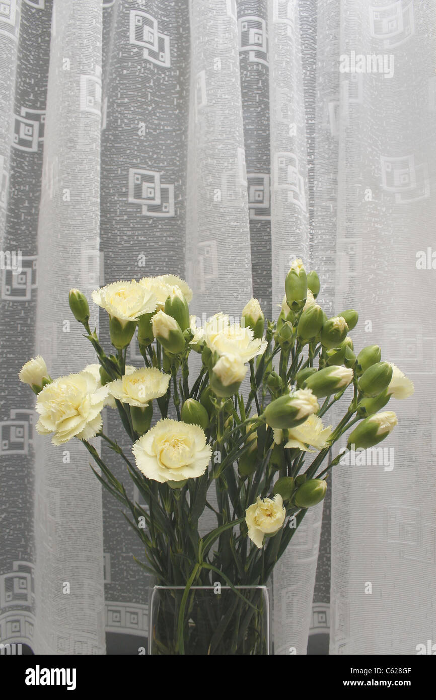gelbe Nelken in Vase auf Windowsil Dianthus caryophyllus Stockfoto