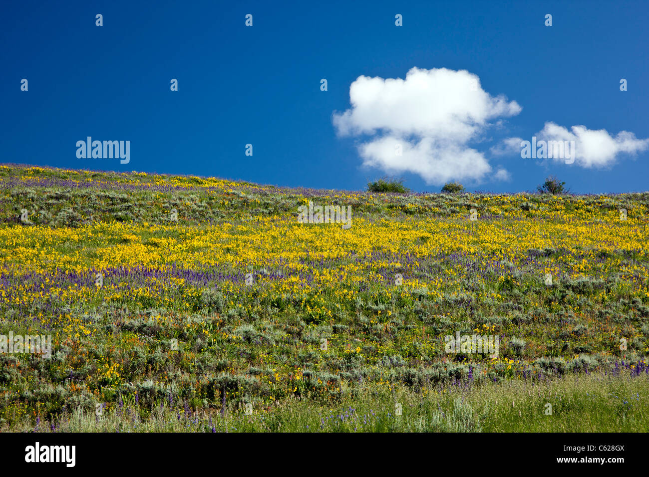 Aspen Sonnenblumen, blaue Phlox und Lupine Wildblumen wachsen entlang Brush Creek Road in der Nähe von Crested Butte, Colorado, USA Stockfoto