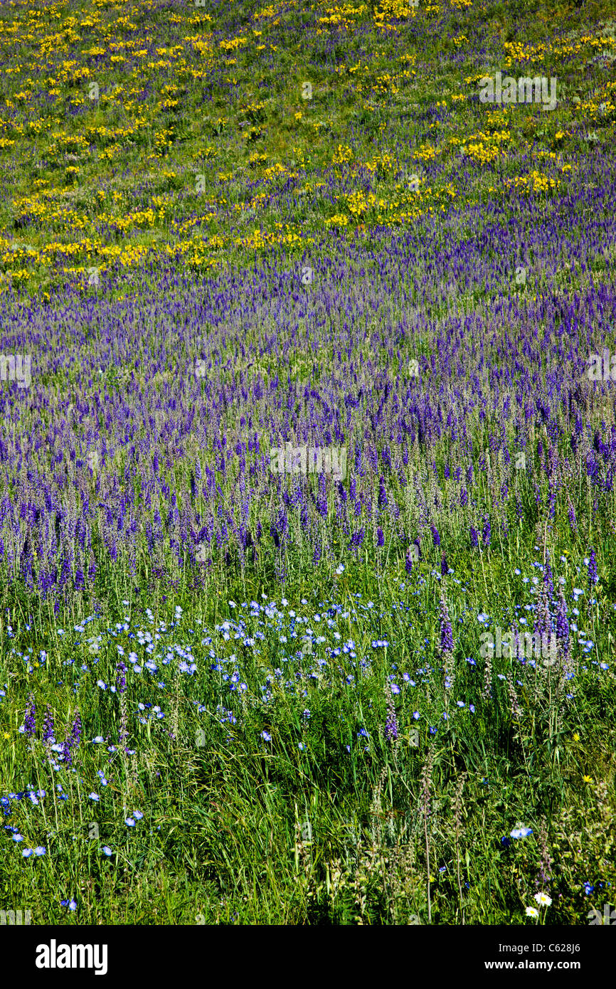 Aspen Sonnenblumen, blaue Phlox und Lupine Wildblumen wachsen entlang Brush Creek Road in der Nähe von Crested Butte, Colorado, USA Stockfoto