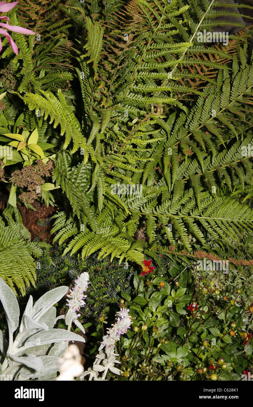 Wurmfarn und Pflanzen im Garten Dryopteris Filix-mas Stockfoto