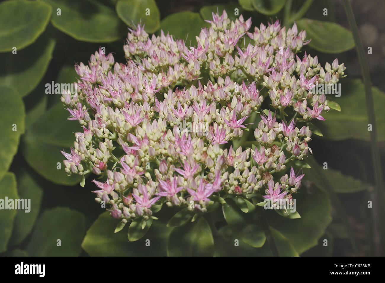 Bild der auffällige Fetthenne Blumen Sedum spectabile Stockfoto