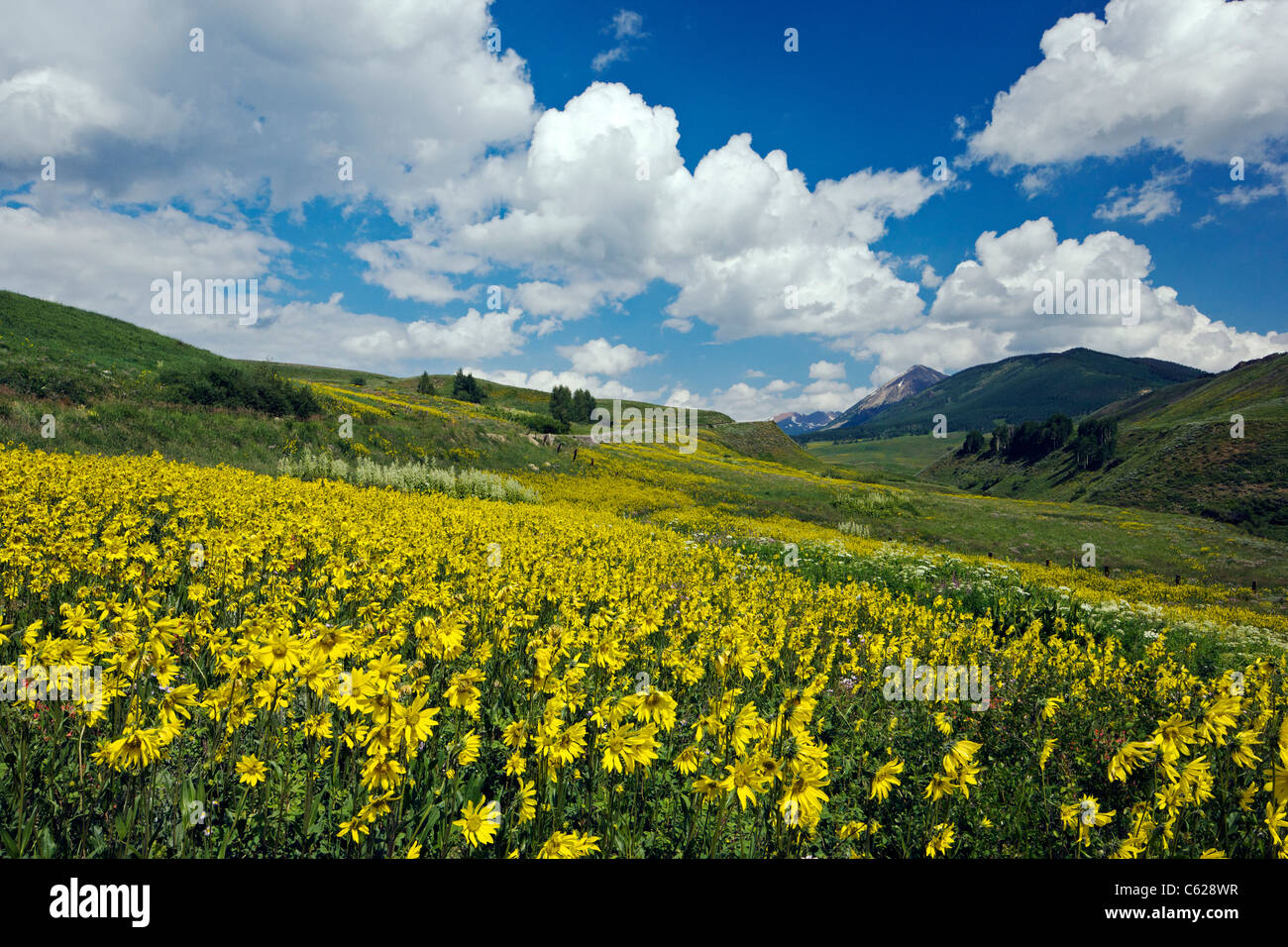 Aspen Sonnenblumen wachsen entlang Washington Gulch, Snodgrass Berg darüber hinaus, in der Nähe von Crested Butte, Colorado, USA Stockfoto