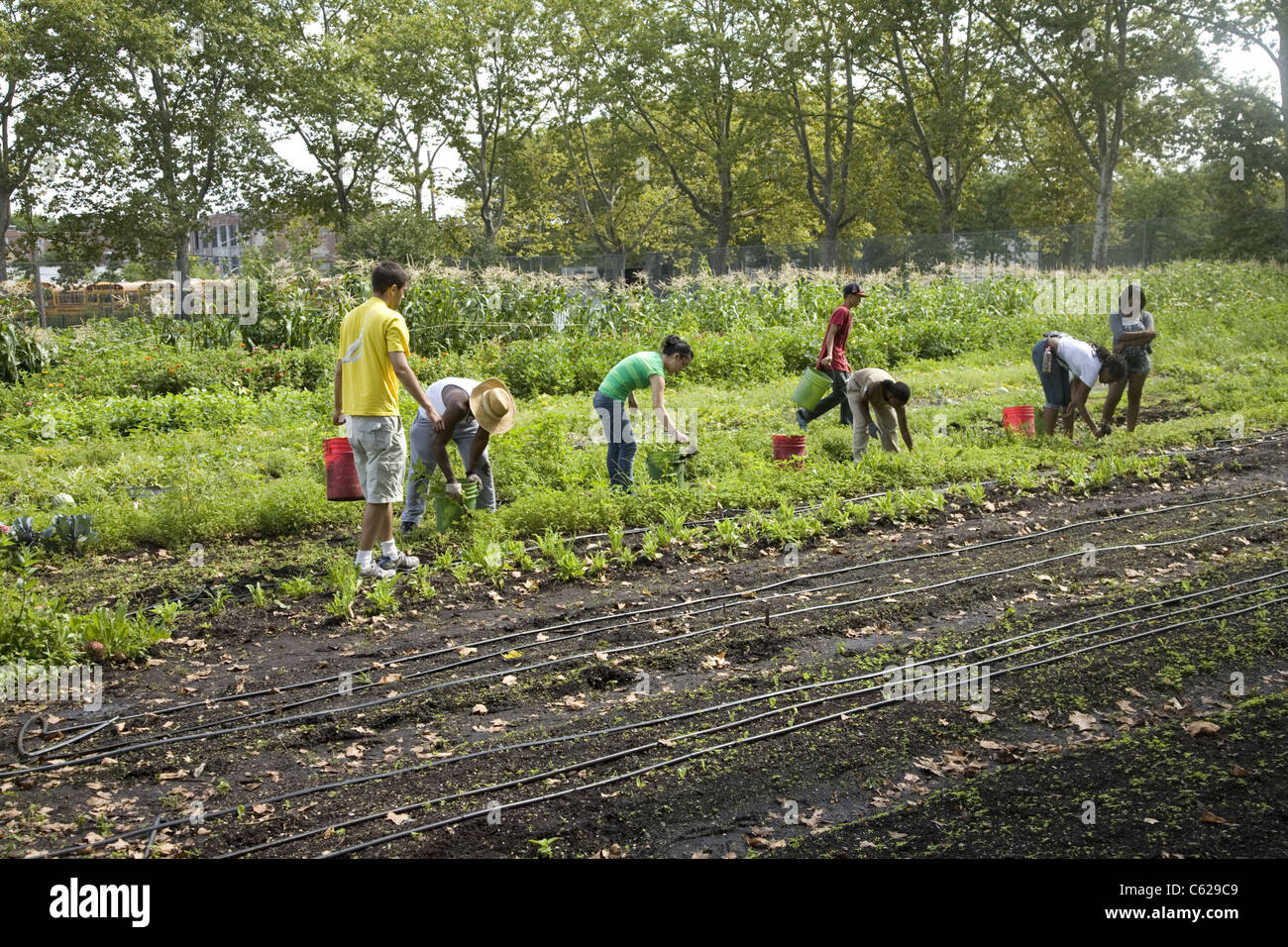 Anwohner wählen Sie Gemüse in den Bereichen und pflegen die Farm in Red Hook Community Farm in Red Hook, Brooklyn, NY Stockfoto