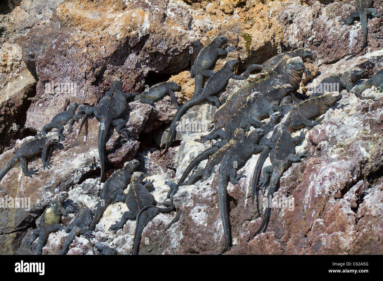 Sonne-backen auf Felsen, Elizabeth Bay, Isabella Island, Galapagos Meerechsen Stockfoto