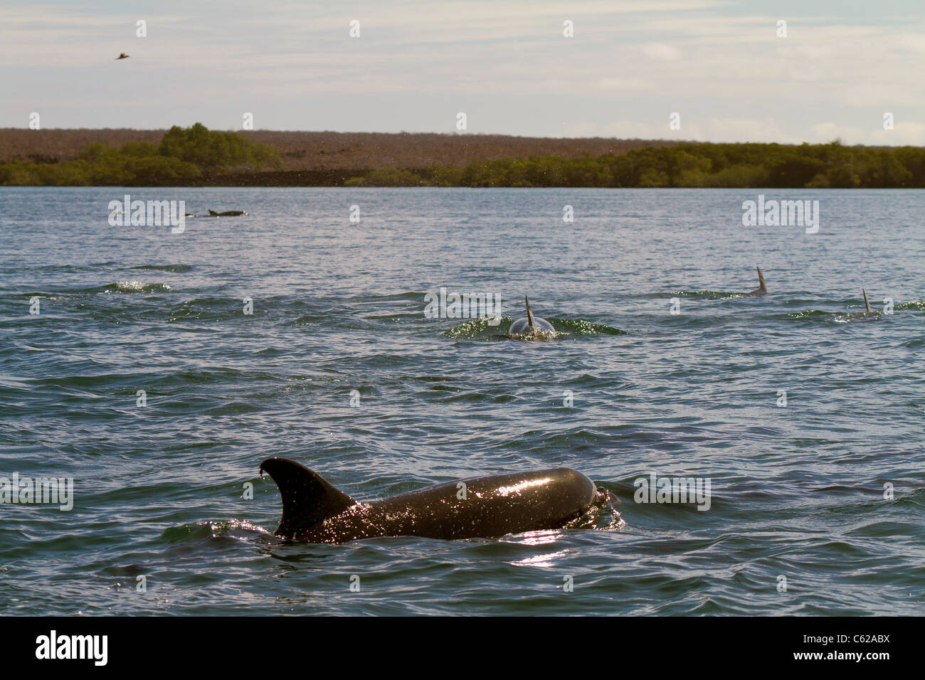 Pod Flasche – Nose Delfine in der Nähe von Elizabeth Bay, Isabella Island, Galapagos Stockfoto