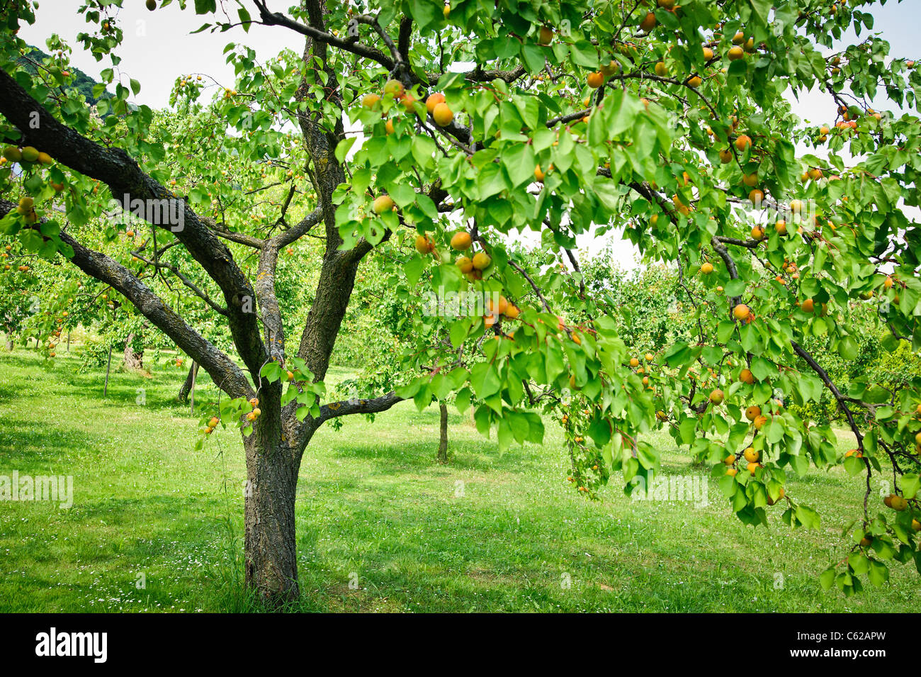 Aprikosenbaum Stockfoto