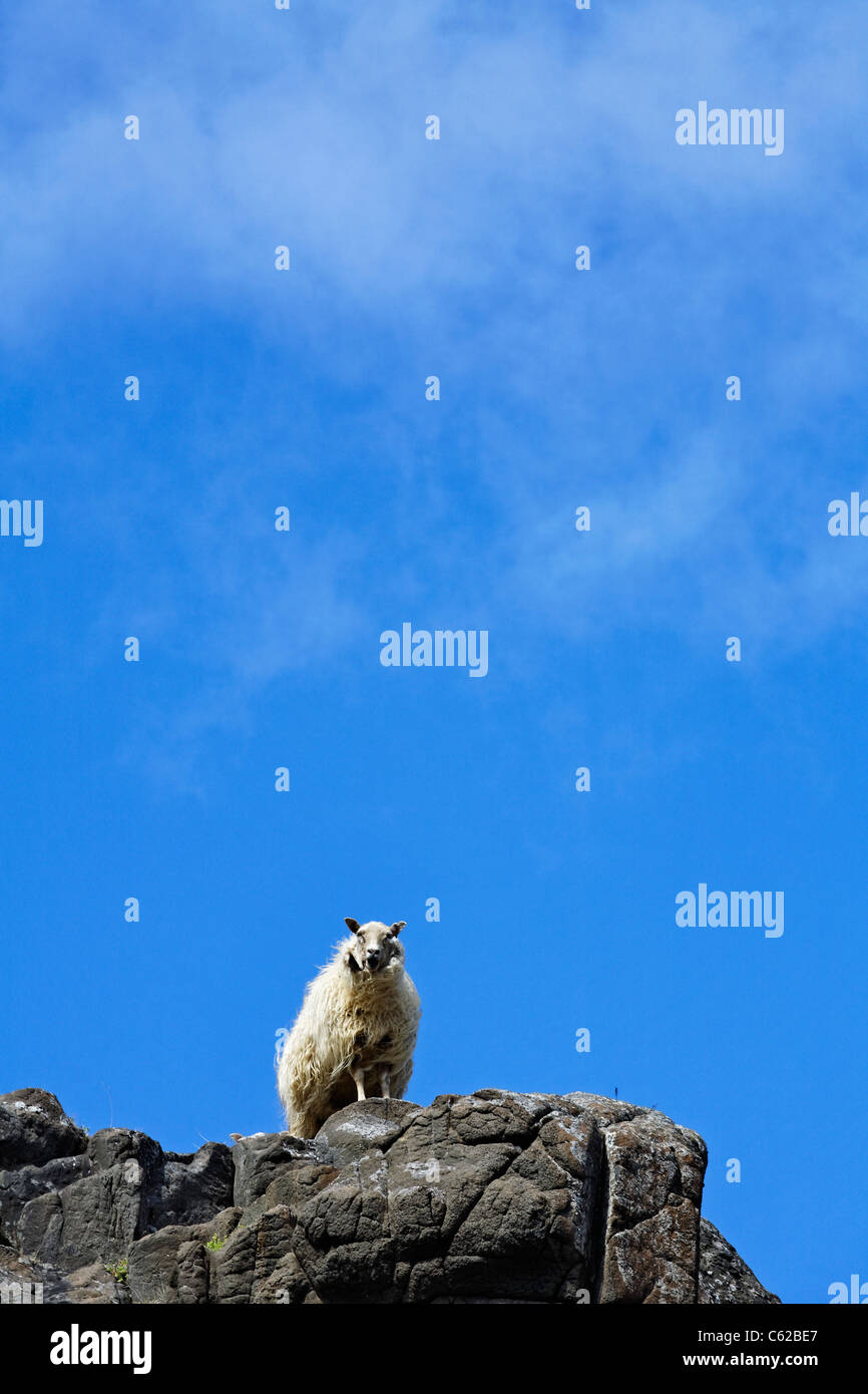 Schafe auf den Felsen im Osten, Island Stockfoto