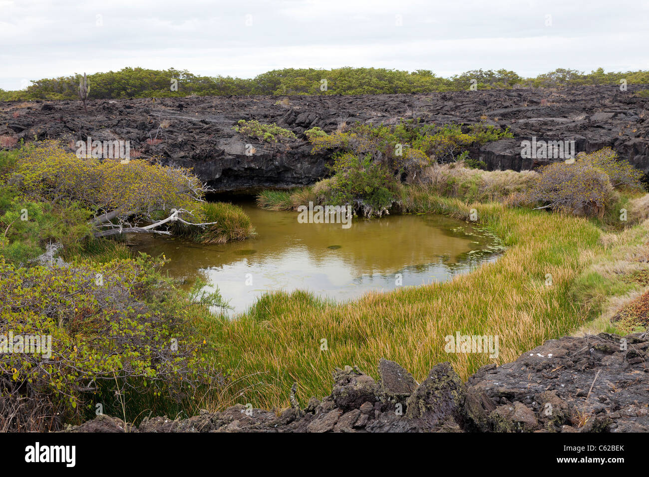 Salzwasser-Lagune, Sierra Negra, Isabela Island, Galapagos Stockfoto