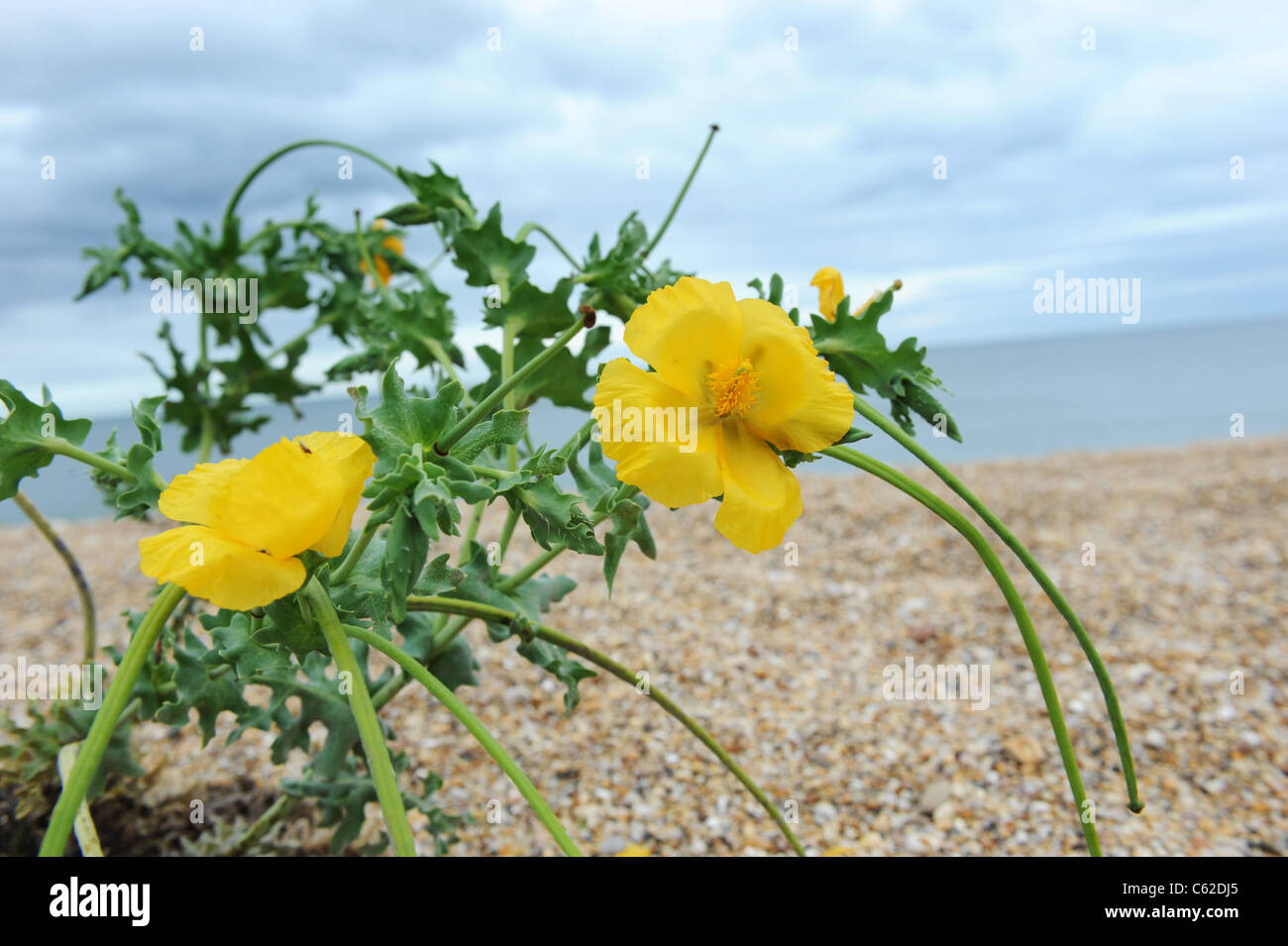 Gelbe gehörnten Mohn (Glaucium Flavum) wächst auf Kiesstrand in Slapton Sands, Devon, Uk Stockfoto