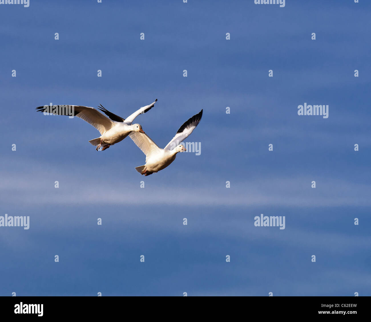 Zwei Schneegänse auf der Jagd nach Mais an der Bosque del Apache, New Mexico, USA. Fotografie von cahyman Stockfoto