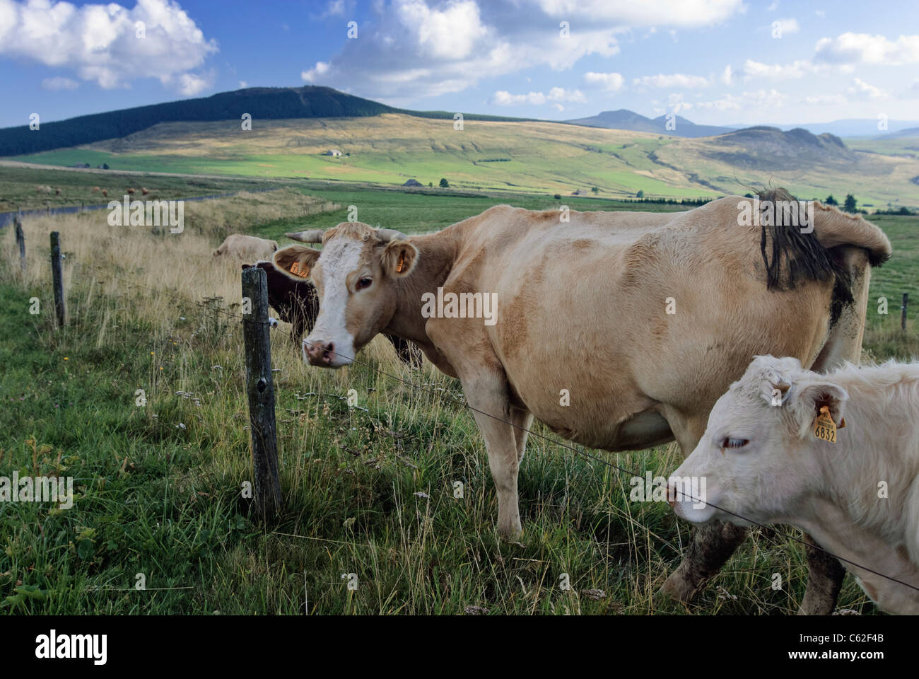 Kühe weiden auf vulkanische Plateau, Departement Haute-Loire, Region Auvergne, Frankreich. Stockfoto