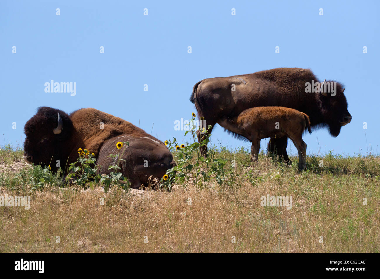 Aus nächster Nähe sehen Sie die friedlichen Bisonkuh der amerikanischen Ebene, die ein Kalb und einen Stier füttern, der sich auf einer Prärie in South Dakota in den USA suhlt Stockfoto