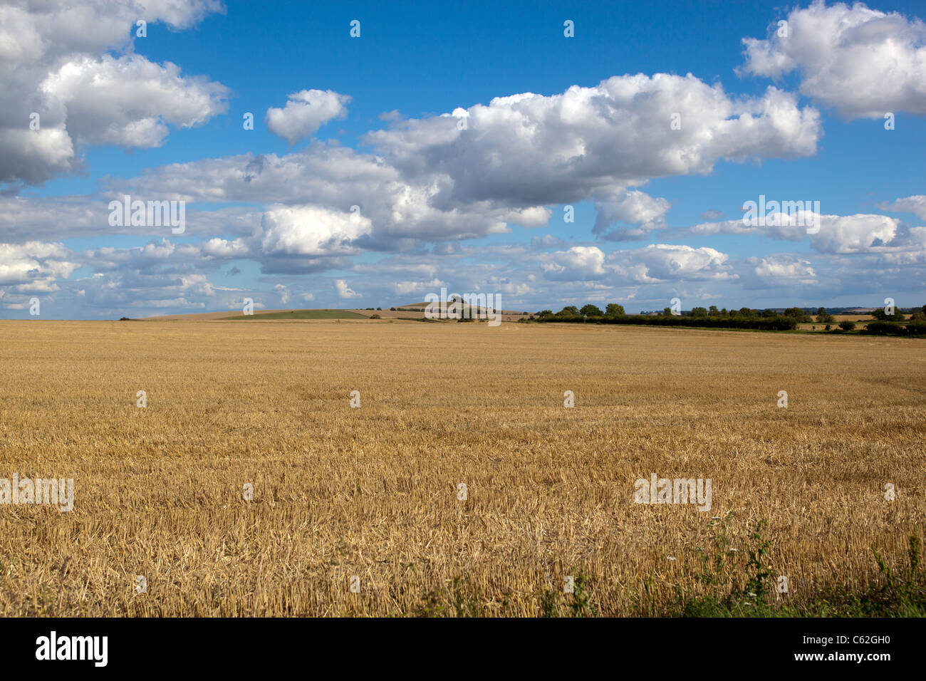 Frisch geschnitten Weizenfeld Stockfoto