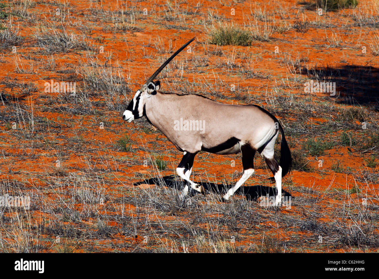 Oryx auf einer roten Sanddüne im Kgalagadi Transfrontier National Park in Südafrika und Botswana Stockfoto