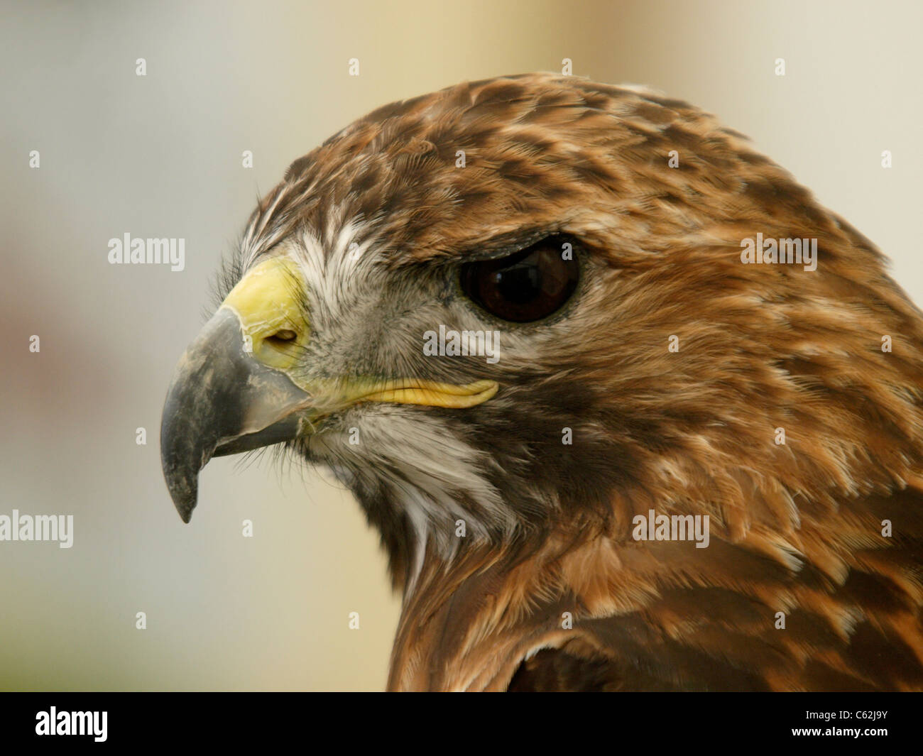Red Tail Bussard, Buteo jamaicensis Stockfoto