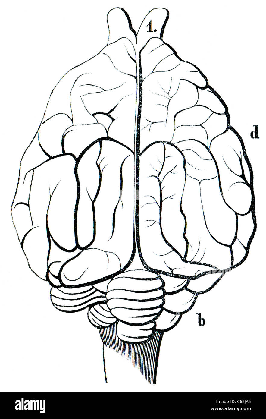 Ein Alter Stich des Haushundes Gehirn. Das Buch 'Natur Und Offenbarung' 1861. Band 7. Stockfoto