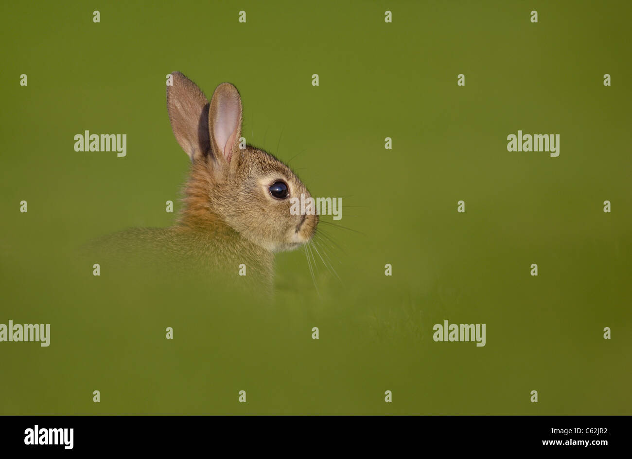 Kaninchen Oryctolagus Cuniculus Profil eines jungen Hasen in einem Feld Norfolk, Großbritannien Stockfoto