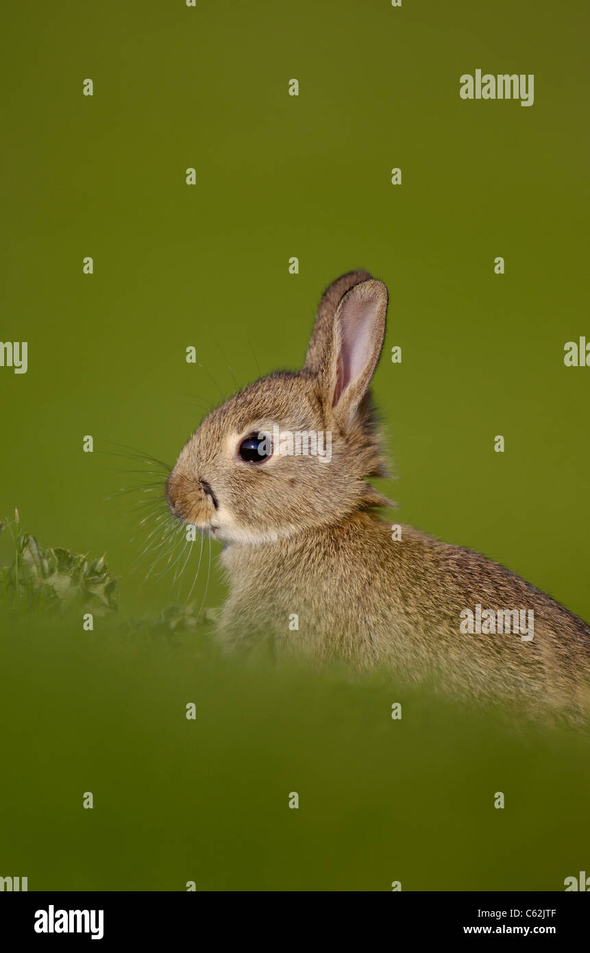 Kaninchen Oryctolagus Cuniculus Profilbildnis einer jungen Kaninchen sitzen aufrecht Norfolk, Großbritannien Stockfoto
