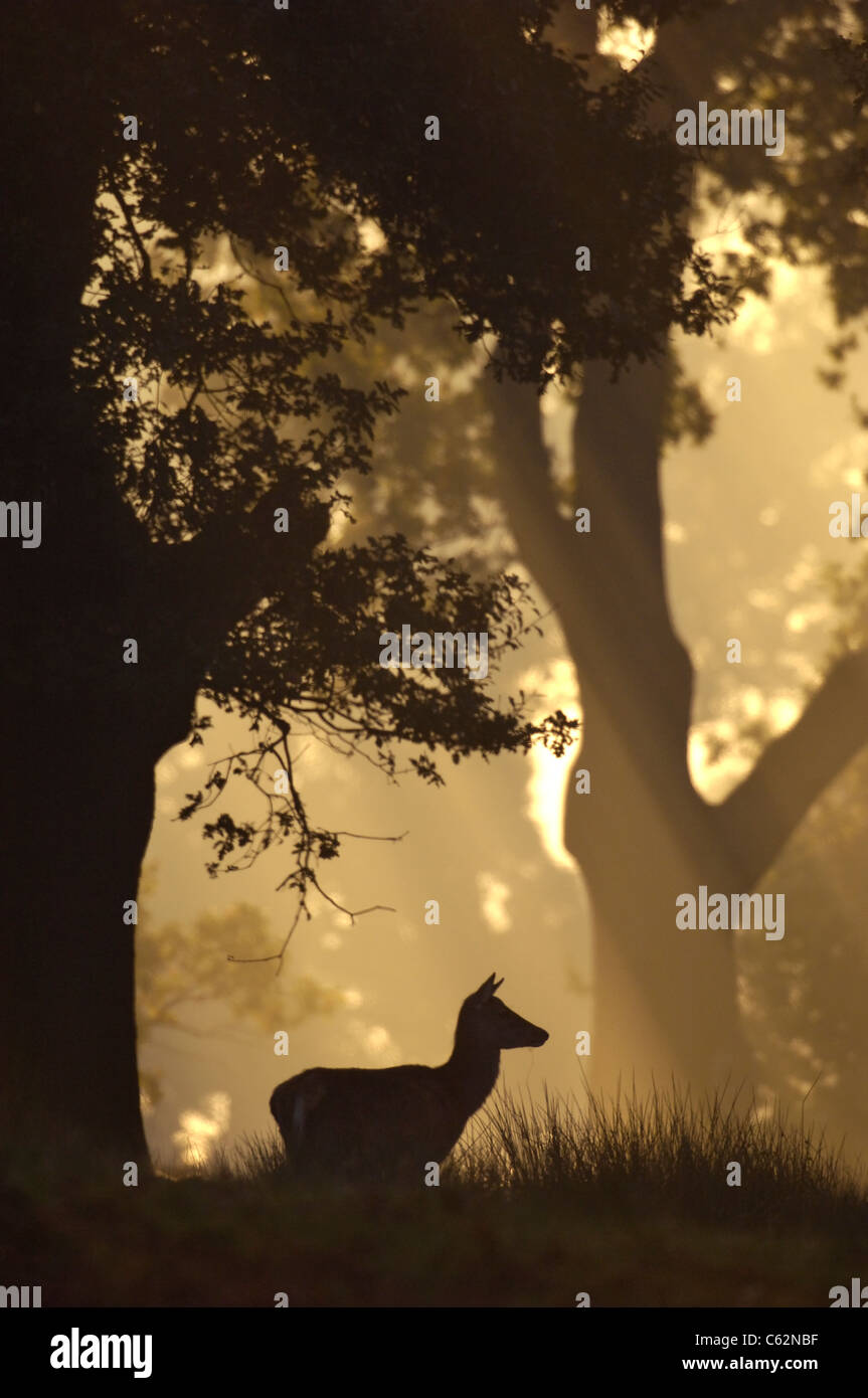 Rothirsch Cervus Elaphus einer Erwachsenfrau ist bei Tagesanbruch im Wald Leicestershire, UK Silhouette. Stockfoto